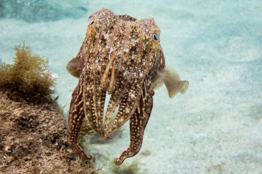 Triton Diving Llafranc (Triton Diving Llafranc)