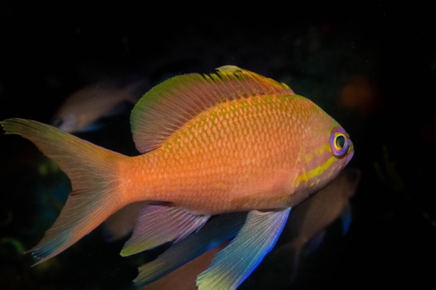 Triton Diving Llafranc (Triton Diving Llafranc)