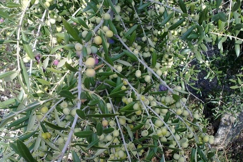 Olis Bellaguarda (Oliveres)