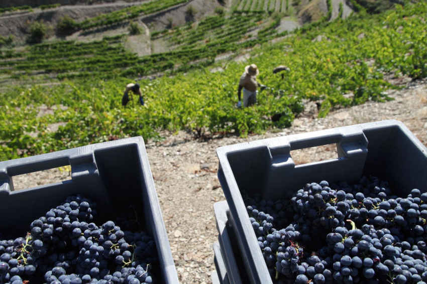 Celler Ferrer Bobet (5 Celler Ferrer Bobet Falset Camps)