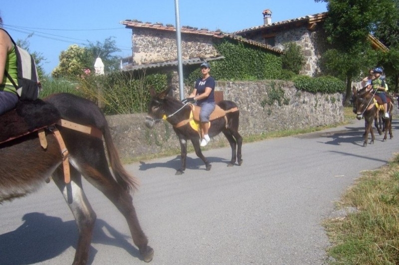 Rucs i Someres (Rucs I Someres)