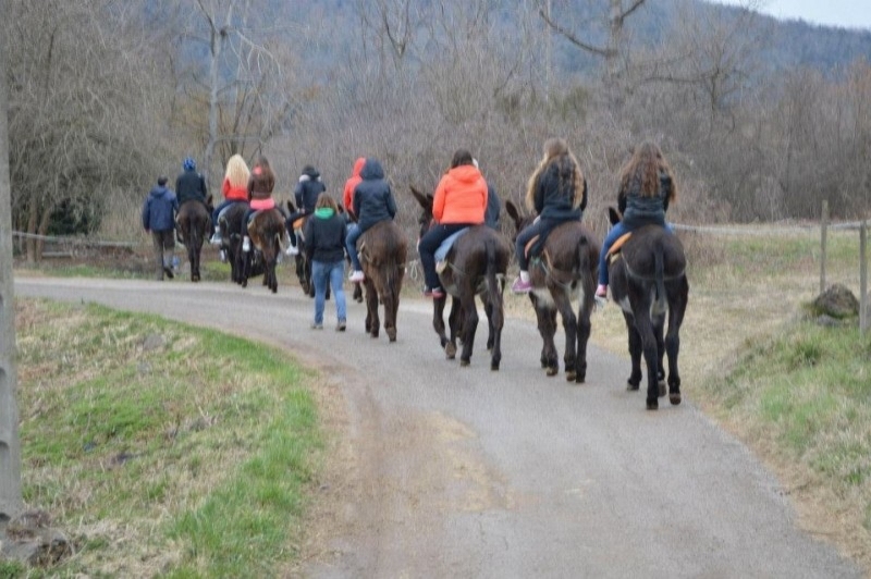 Rucs i Someres (Rucs I Someres)