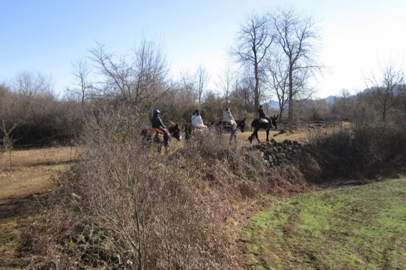 Rucs i Someres (Rucs I Someres)