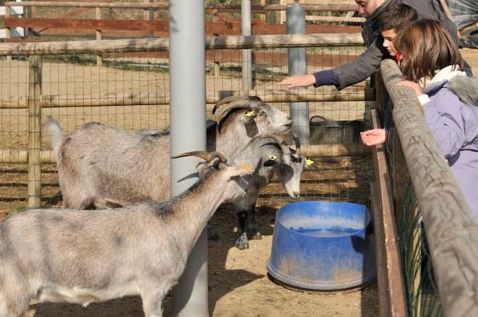 Cerdanya Viva Ecoestades (Animals)