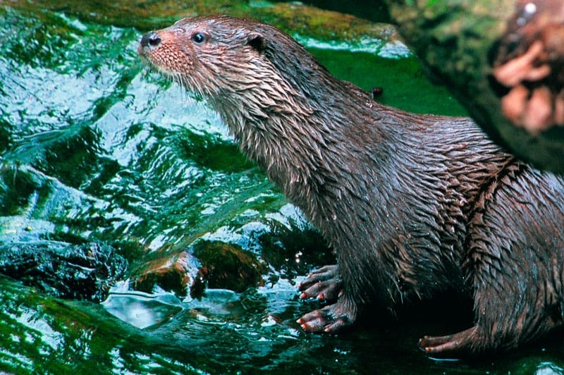 Espai Natura Congost de Mont-rebei (Lludriga)