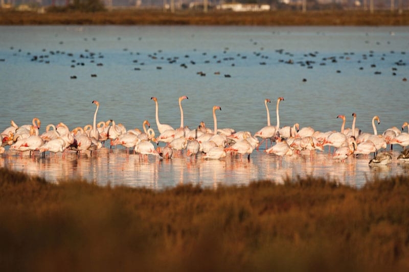 MónNatura Delta de lEbre (Observatori De Pelicans)