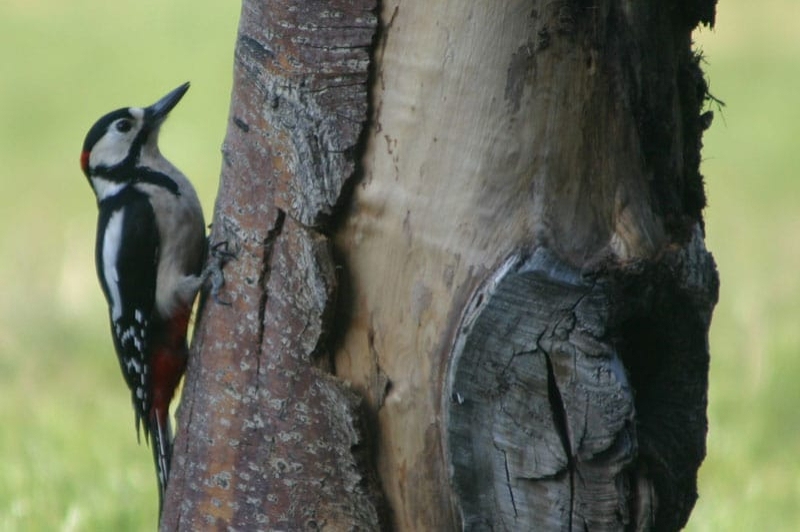 MónNatura Pirineus (Observacio Aus)