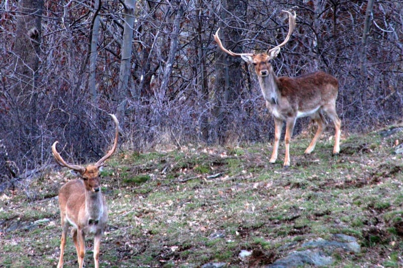 MónNatura Pirineus (Observacio De Fauna)