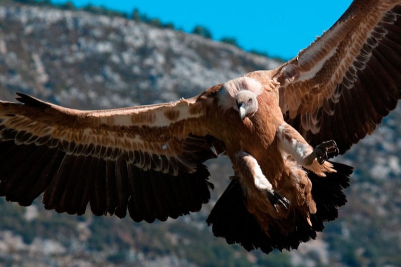 Espai Natura Muntanya d’Alinyà (Vistes Aligues)