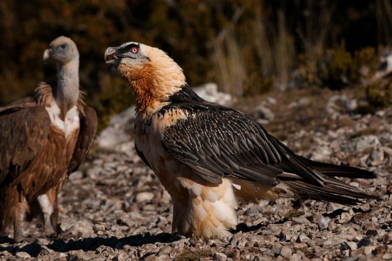 Espai Natura Muntanya d’Alinyà (Aligues I Voltors)