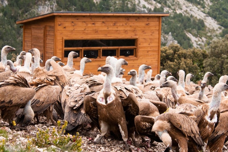 Espai Natura Muntanya d’Alinyà (Mirador De Voltors)