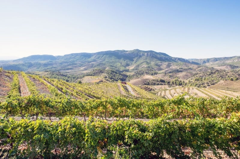 Hotel Celler Buil & Giné (Vinyes 2)