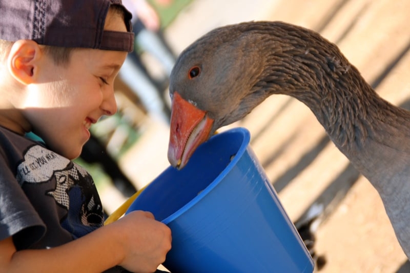 Granja Natura (Centre dApropament a la Natura) (Animals De Granja)