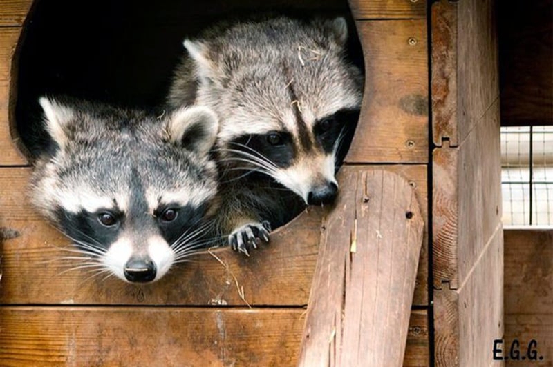 Granja Natura (Centre dApropament a la Natura) (Animals Salvatges)