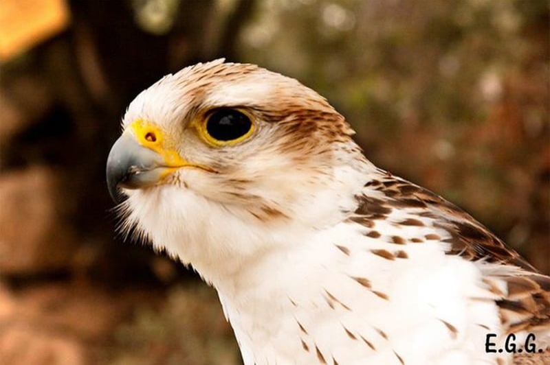 Granja Natura (Centre dApropament a la Natura) (Aus Rapinyaires 1)
