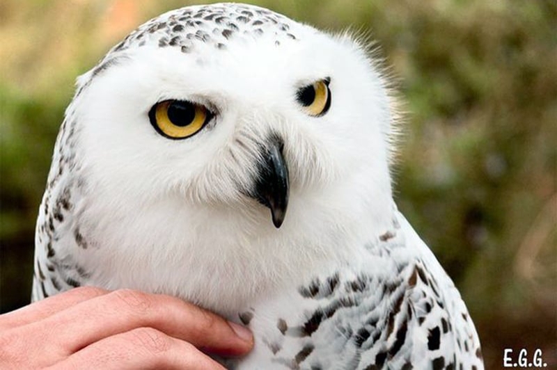 Granja Natura (Centre dApropament a la Natura) (Aus Rapinyaires 2)