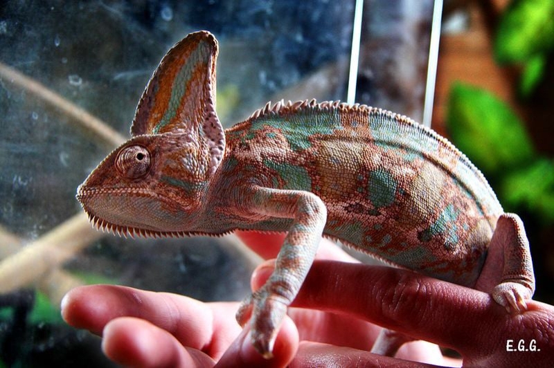 Granja Natura (Centre dApropament a la Natura) (Camaleons)