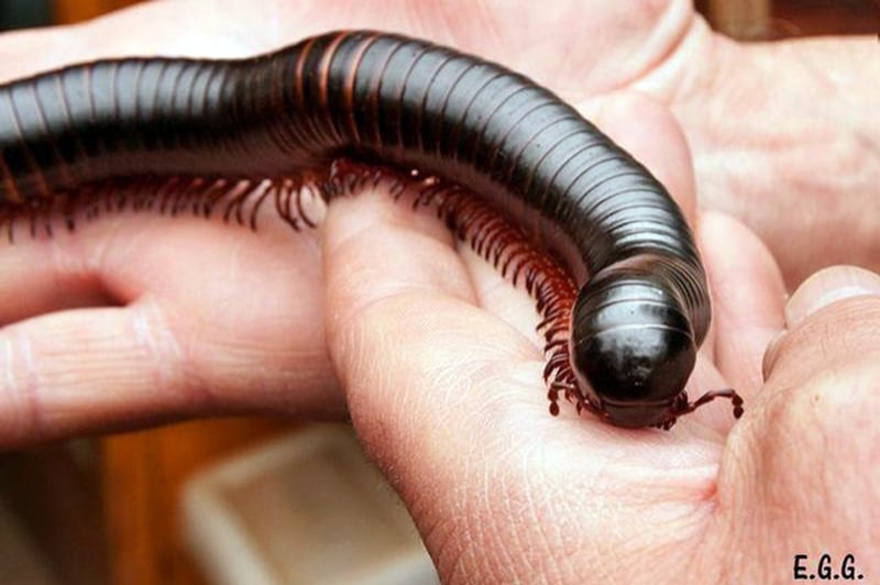 Granja Natura (Centre dApropament a la Natura) (Toca Toca)