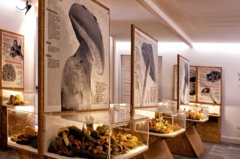 Museu dart del Bolet (Museu Del Bloet Montmajor)