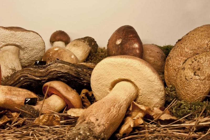 Museu dart del Bolet (Museu Del Bloet Montmajor)