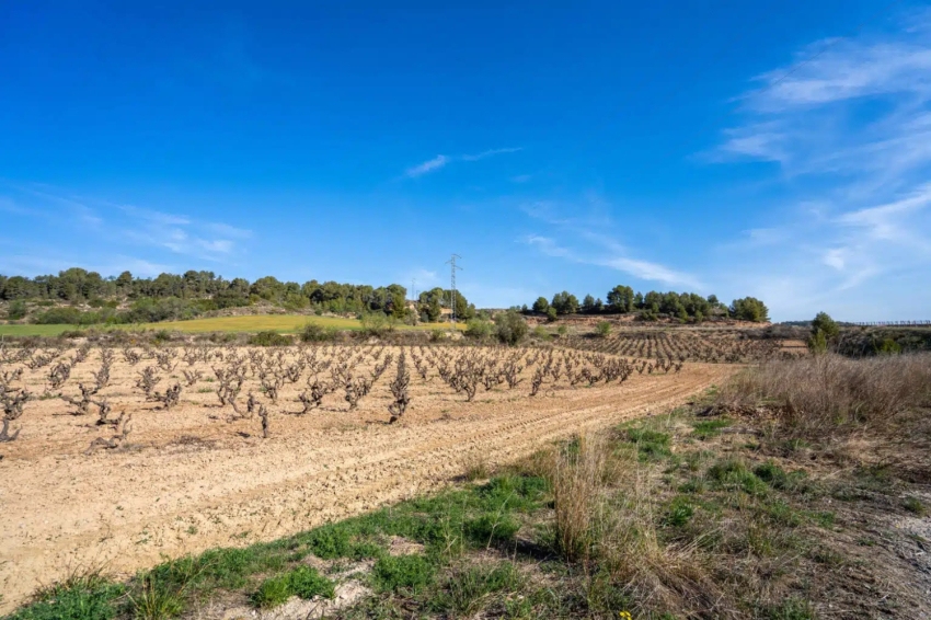 Bodega Miquel Jané (Bodega Miquel Jane)