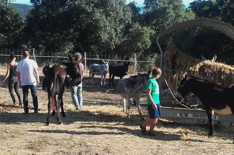 Rukimon - Rucs del Corredor (Activitats)