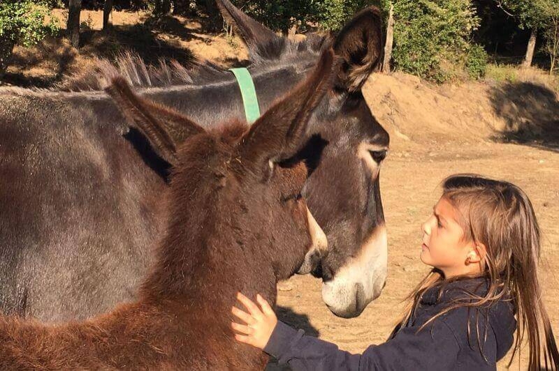 Rukimon - Rucs del Corredor (Rucs)