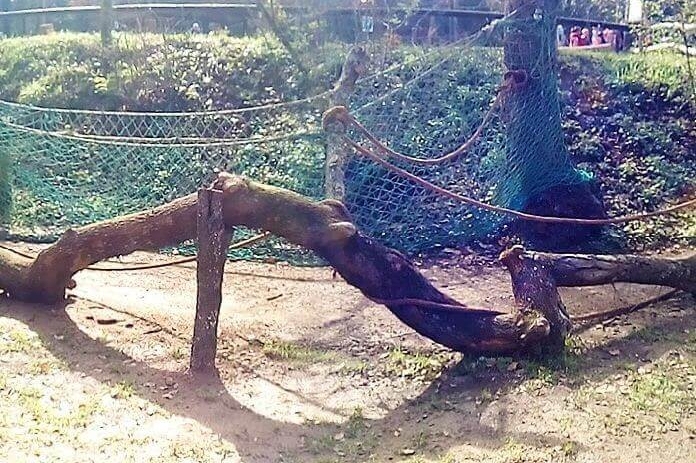 Rukimon - Rucs del Corredor (Zona Joc)