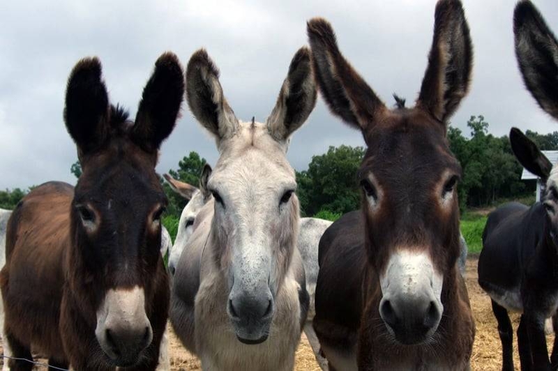 Rukimon - Rucs del Corredor (Rucs)