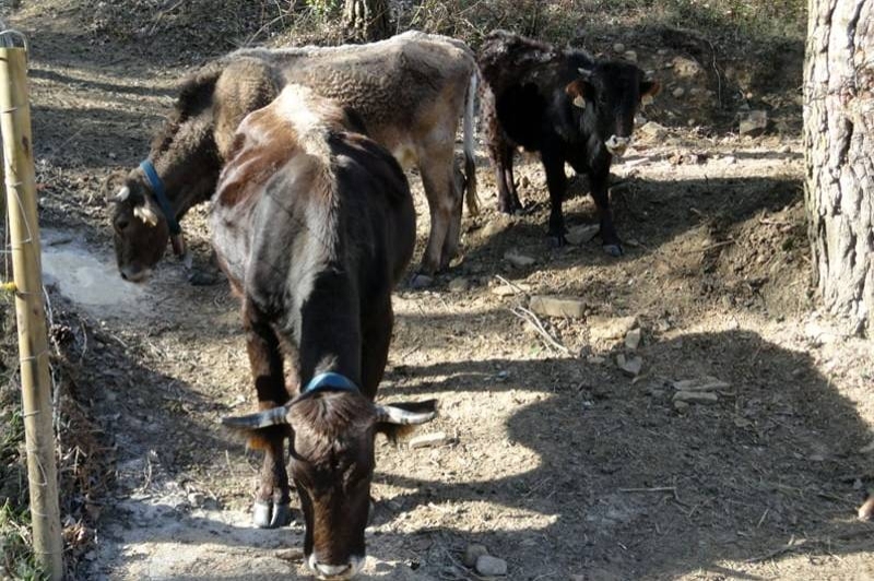 Can Banal Natural Càmping (Animals)