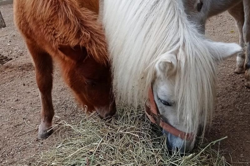 Càmping Ecocamp Vinyols (Ecocamp Vinyols)