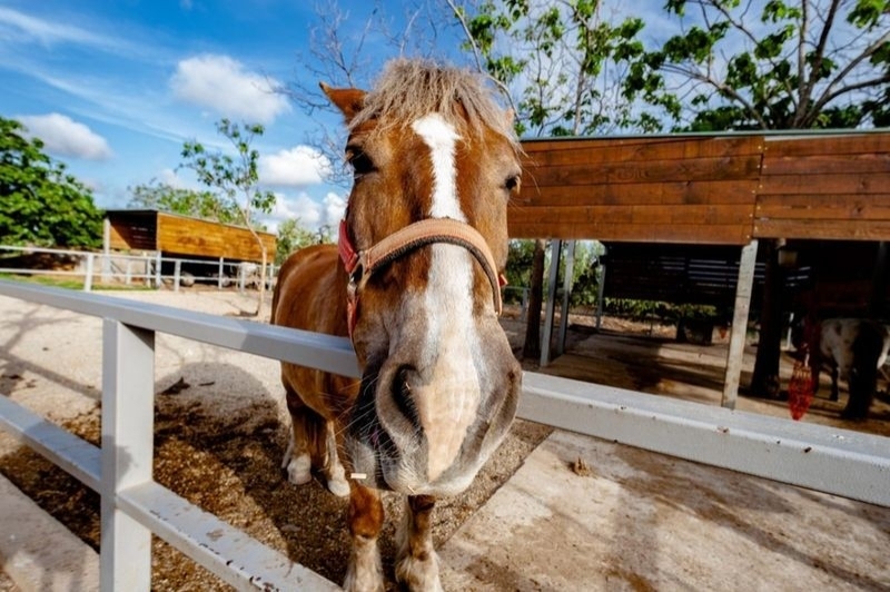 Càmping Ecocamp Vinyols (Granja Princesa)