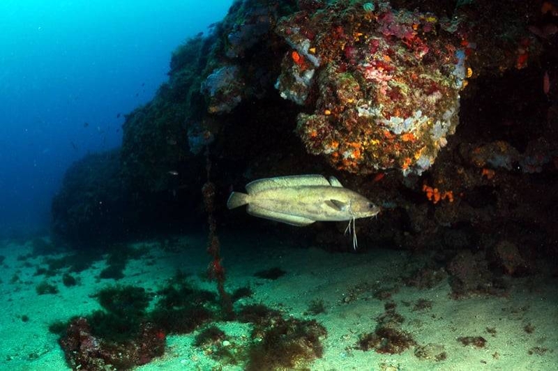 Begur Dive (Brotola)