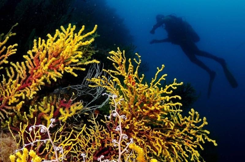 Begur Dive (Estrospartus)