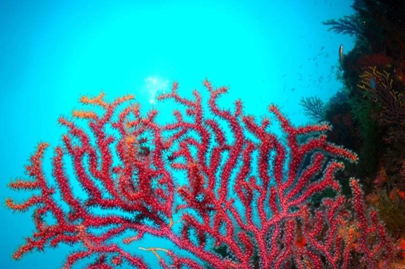 Begur Dive (Gorgonia Roja)