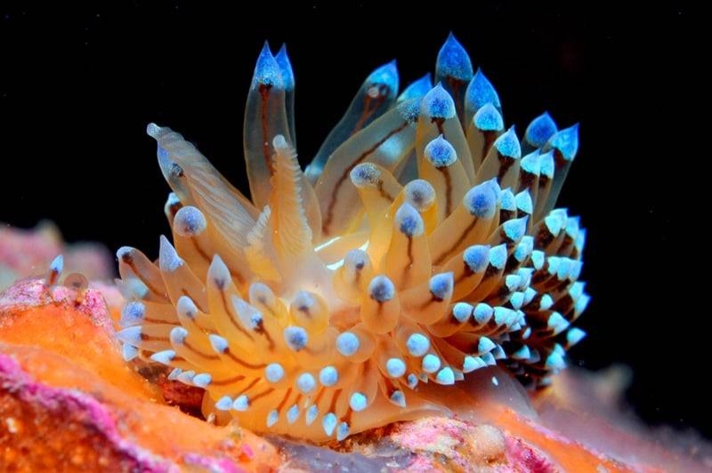 Begur Dive (Nudi)