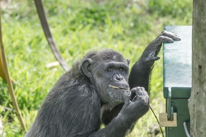 Fundació Mona (Fundacio Mona)