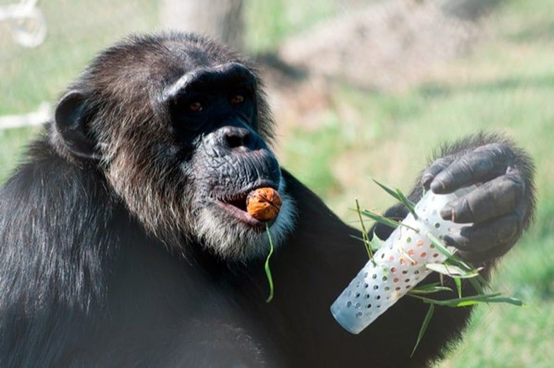 Fundació Mona (Mona)