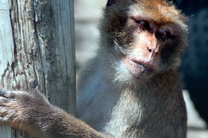 Fundació Mona (Mona 3)