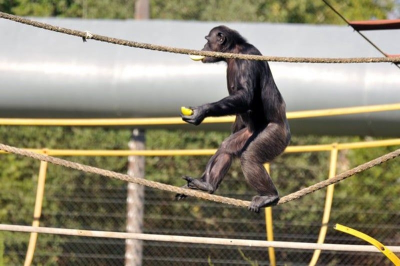 Fundació Mona (Mona)