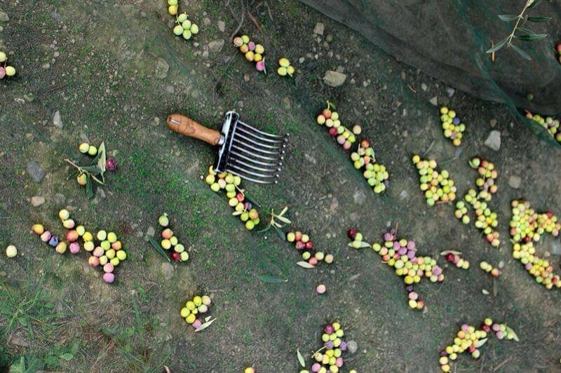 Oli Raig dArbeca (Vinyes)