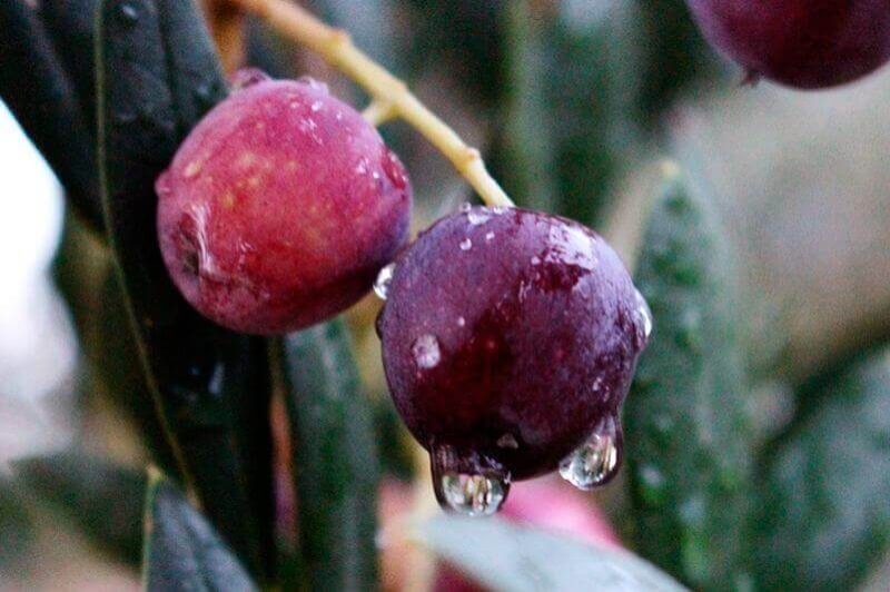 Oli Raig dArbeca (Olives 2)