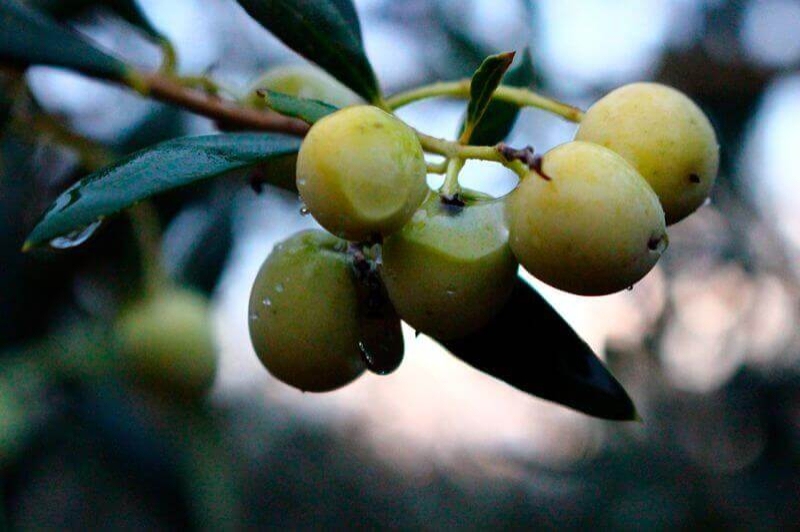 Oli Raig dArbeca (Olives)