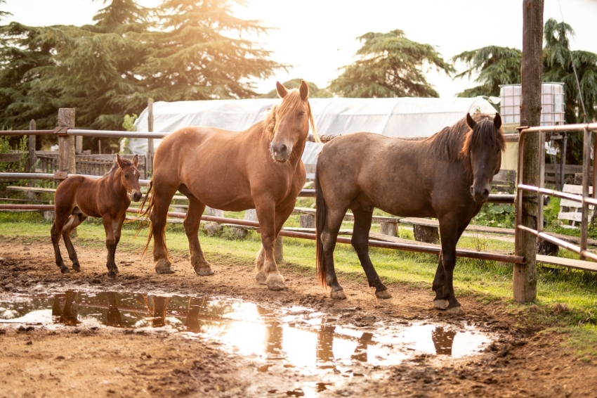 Mas Casablanca (MasCasablanca 02)
