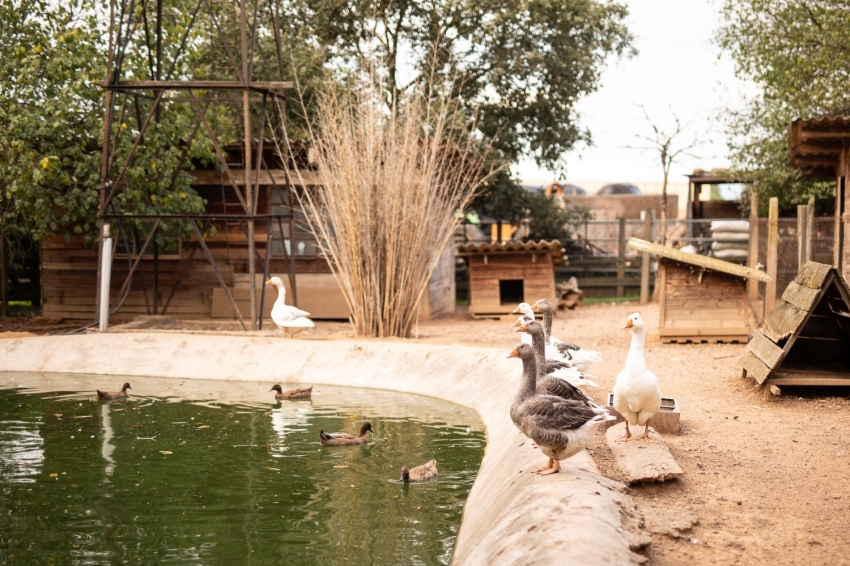 Mas Casablanca (MasCasablanca 03)