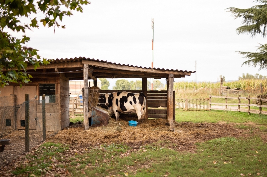 Mas Casablanca (MasCasablanca 04)