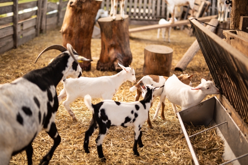 Mas Casablanca (MasCasablanca 05)