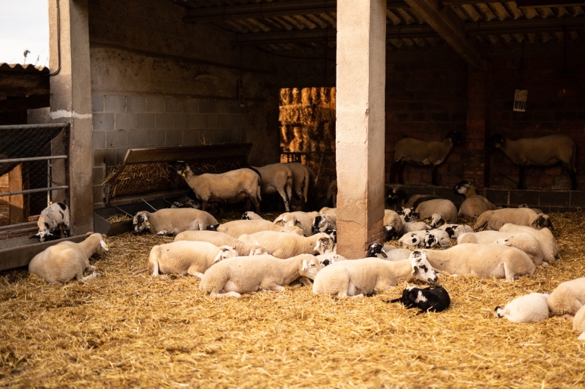 Mas Casablanca (MasCasablanca 06)