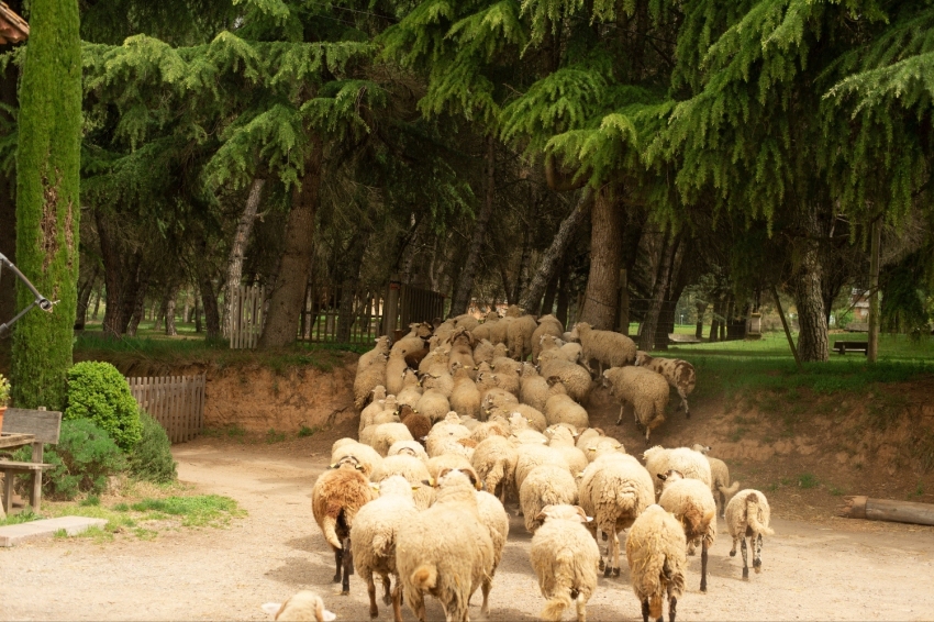 Mas Casablanca (MasCasablanca 08)