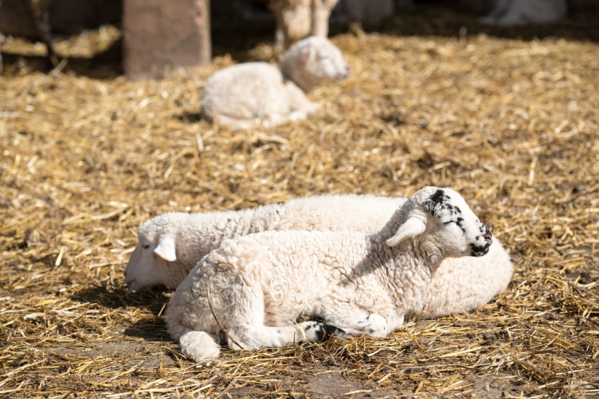 Mas Casablanca (MasCasablanca 12)